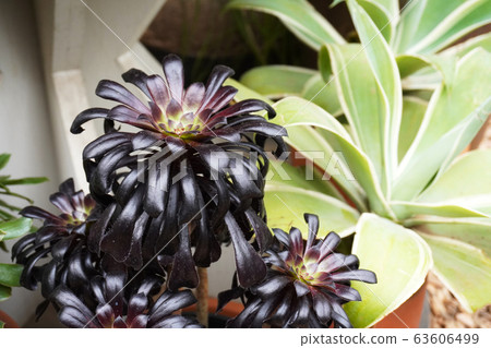 Black Lawyer Succulent 63606499