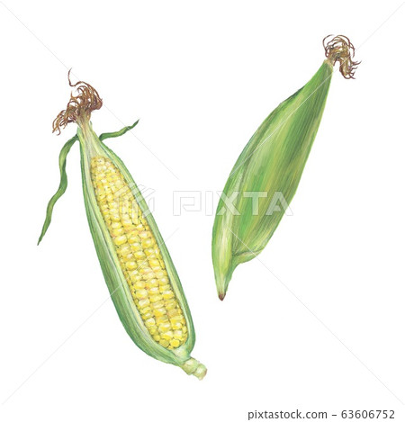 Corn 63606752