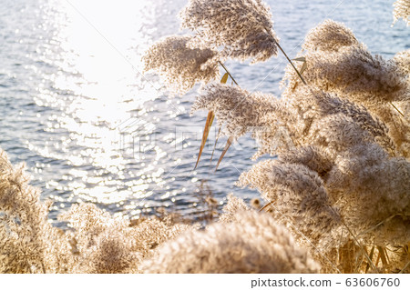 蘆葦、芒草、水邊 蘆葦、芒草、水邊 63606760