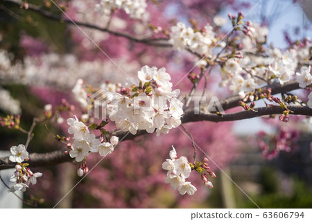 White cherry blossoms and pink cherry blossoms White cherry blossoms and pink cherry blossoms 63606794