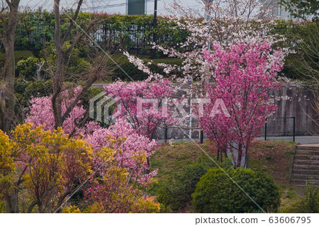 白色的櫻花和粉紅色的櫻花 63606795