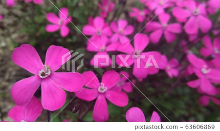 粉紅色的花朵 63606869