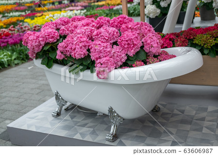 Vintage bathtub filled with pink hydrangea for women day Vintage bathtub filled with pink hydrangea for women day 63606987