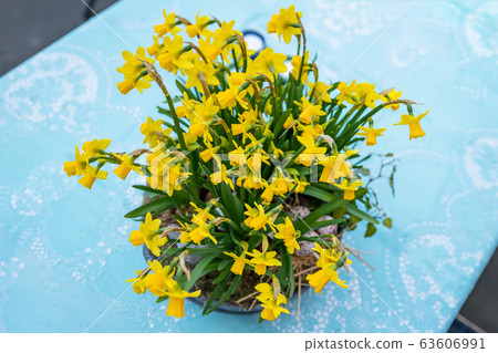 Daffodils in a large pot and eggs for Easter Daffodils in a large pot and eggs for Easter 63606991