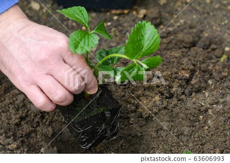 Hand of man planting strawberries in a garden Hand of man planting strawberries in a garden 63606993