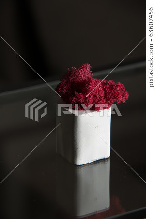 claret moss in a white concrete pot 63607456