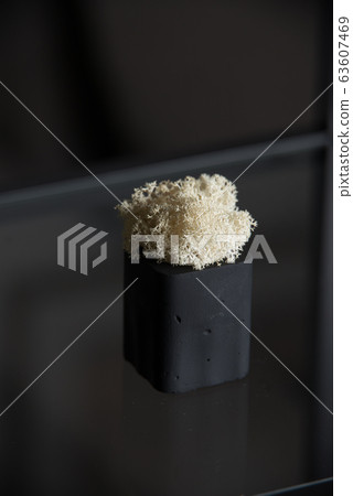 white moss in a black concrete pot 63607469