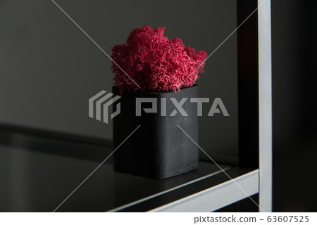 claret moss in a black concrete pot 63607525
