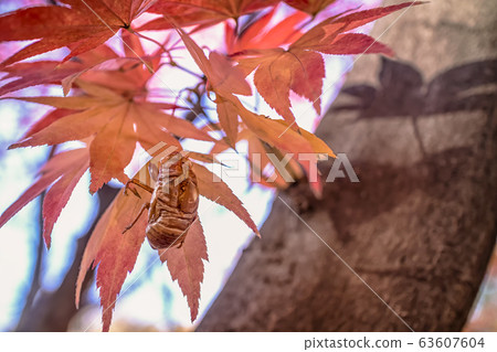 Maple Leaf, Cicada Maple Leaf, Cicada 63607604