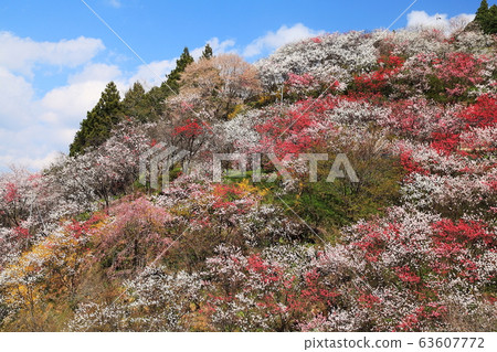 Spring of Kukuki 63607772