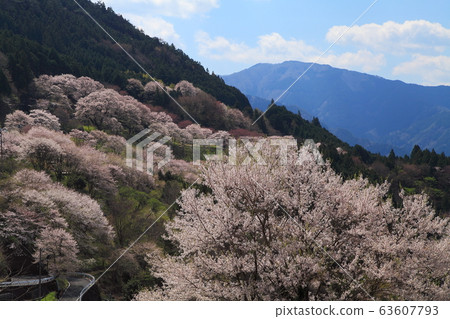 Gourd Sakura Park Spring 63607793