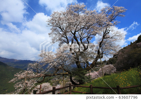 Gourd cherry blossoms in spring Gourd cherry blossoms in spring 63607796