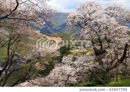 春天的葫蘆櫻花 63607799