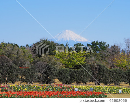 Tulip field and landscape of Fuji Yoshida Park, Shizuoka Prefecture Tulip field and landscape of Fuji Yoshida Park, Shizuoka Prefecture 63608066