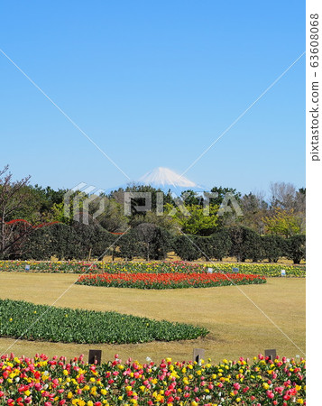 Landscape of tulip fields and Fuji 63608068