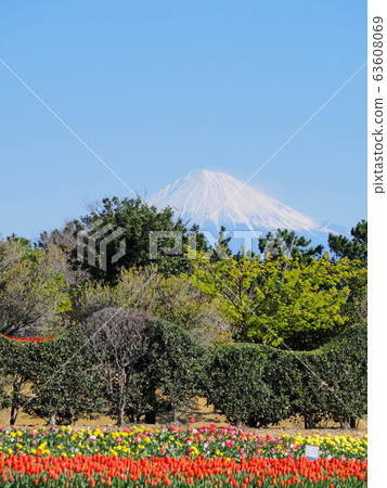 Landscape of tulip fields and Fuji 63608069
