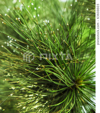 Pine tree isolated in nature 63608603