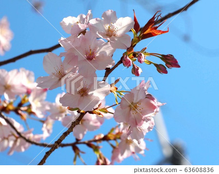 櫻花在春天的天空和陽光穿過樹林 63608836