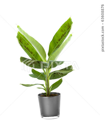 Ornamental Plants over white background Ornamental Plants over white background 63608876