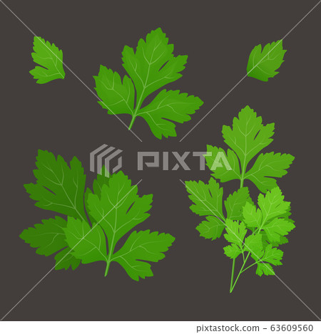 Fresh green parsley leaves on dark background. - Stock Illustration ...