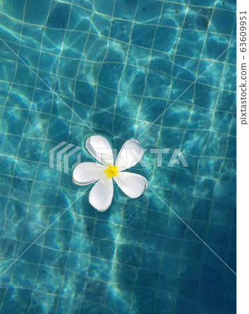 Petal pool Petal pool 63609951