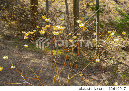 Mitsumata group cloth Mitsumata group cloth 63610947