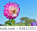 Dahlia and bees 63611551