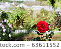 Red rose 63611552