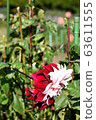 Dahlia "Flirt" 63611555