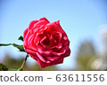 Sunny and red rose 63611556