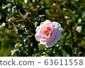 White rose 63611558