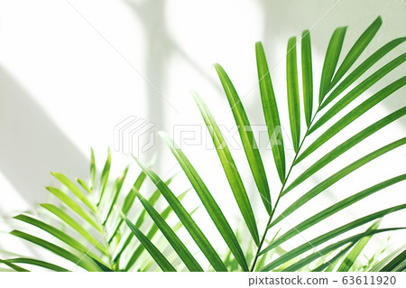 green fresh tropical houseplant palm leaves with 63611920