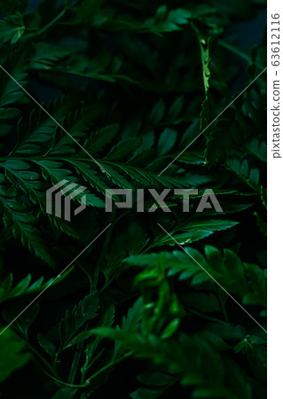 Tropical plant leaves in garden as botanical background, nature and environment 63612116