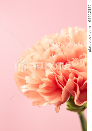Carnation Carnation 63612322