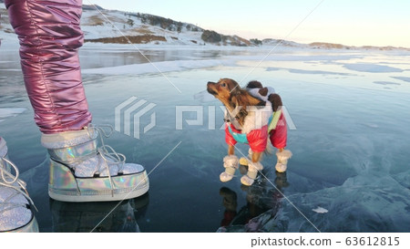 Toy Terrier in funny clothes and funny shoes plays with ball on beautiful ice in cracks. Mom and daughter in sports clothes and figure skates. Toy Terrier in funny clothes and funny shoes plays with ball on beautiful ice in cracks. Mom and daughter in sports clothes and figure skates. 63612815