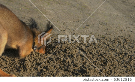 The dog digging a hole in the sand. The dog digging a hole in the sand. 63612816