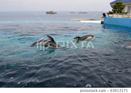 Dolphins in Tonoshima Aquarium in Ishikawa Prefecture Dolphins in Tonoshima Aquarium in Ishikawa Prefecture 63613171