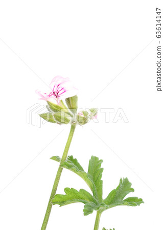 Rose geranium Rose geranium 63614147
