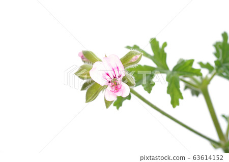 Rose geranium Rose geranium 63614152