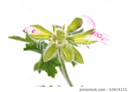 Rose geranium 63614153