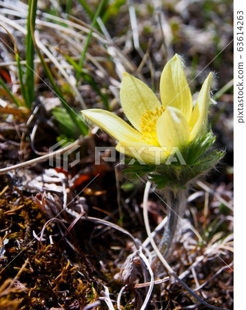Endangered alpine plant 63614263
