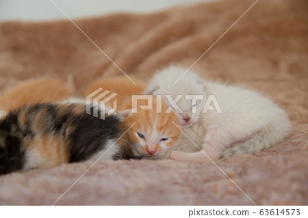 Cat, kitten, cat, cat family Cat, kitten, cat, cat family 63614573