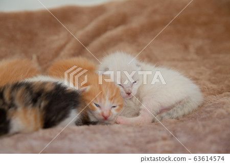 貓,小貓,貓,貓科 貓,小貓,貓,貓科 63614574