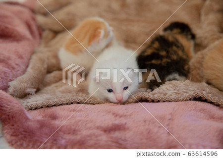 Cat, kitten, cat, cat family Cat, kitten, cat, cat family 63614596
