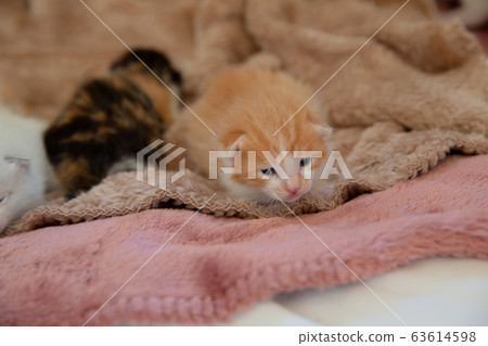 Cat, kitten, cat, cat family Cat, kitten, cat, cat family 63614598