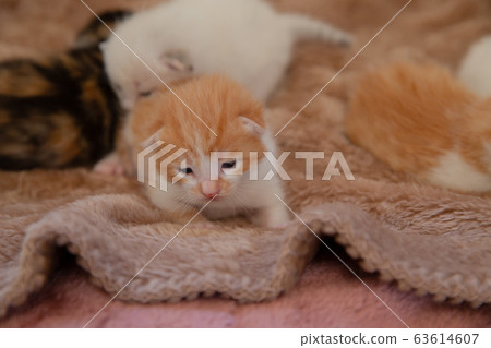 Cat, kitten, cat, cat family Cat, kitten, cat, cat family 63614607