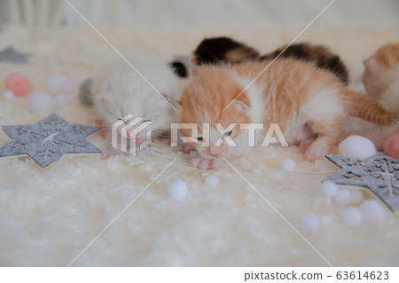 Cat, kitten, cat, cat family Cat, kitten, cat, cat family 63614623