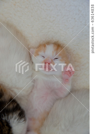 小貓和媽媽 63614838