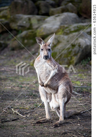 Portrait of kangaroo standing in a meadow Portrait of kangaroo standing in a meadow 63614915