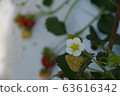 草莓花 63616342